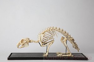 Mounted Rabbit Skeleton